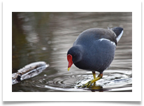Bird (Moorhen) - June Bannister